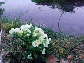 Fleurs au bord de l 'eau