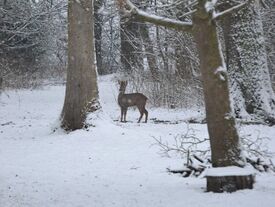 Biche dans la neige