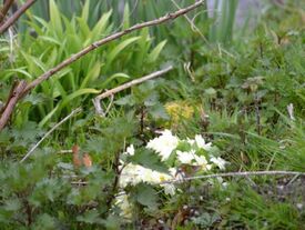 Fleurs de printemps