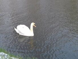 Cygne