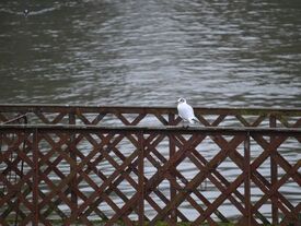 Mouette