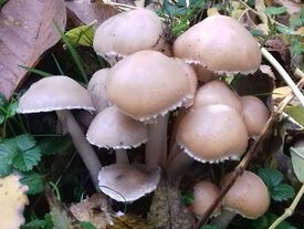 champignon